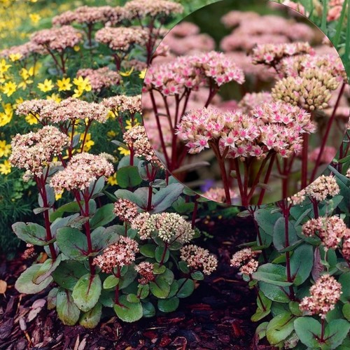 Sedum 'Matrona' - Kukehari 'Matrona' P9/0,55L
